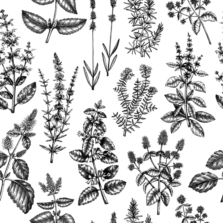 Mints and balms seamless pattern. And sketched aromatic and medicinal herb background. Herbal tea ingredients. Mint plants in vintage style. Summer wild flower backdrop.